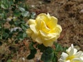 Beautiful yellow rose in the garden. Close-up of an opened bud. Tea roses. Gardening and floriculture. Delicate petals beautifully Royalty Free Stock Photo