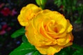 Beautiful yellow rose in garden, floral background Royalty Free Stock Photo