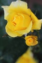 Beautiful yellow rose in the garden with raindrops Royalty Free Stock Photo