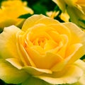 Beautiful yellow rose in a garden. Royalty Free Stock Photo