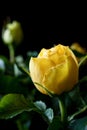 Yellow roses on a black background Royalty Free Stock Photo