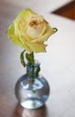 A beautiful yellow rose in a glass vase on the table Royalty Free Stock Photo