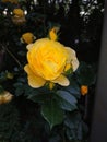 Beautiful yellow rose with glossy green leaves on a bush branch