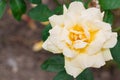 Beautiful yellow rose with green leaf in flower garden. Royalty Free Stock Photo