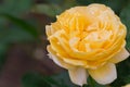 Beautiful yellow rose with green leaf in flower garden. Royalty Free Stock Photo