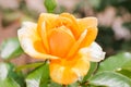 Beautiful yellow rose with green leaf in flower garden. Royalty Free Stock Photo