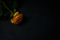 Beautiful yellow rose with green leaves on a black background, for gift or decor Royalty Free Stock Photo