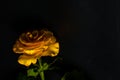 Beautiful yellow rose with green leaves on a black background, for gift or decor Royalty Free Stock Photo