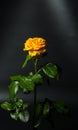 Beautiful yellow rose with green leaves on a black background, for gift or decor Royalty Free Stock Photo