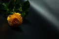 Beautiful yellow rose with green leaves on a black background, for gift or decor Royalty Free Stock Photo