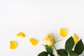 Beautiful yellow rose with green leaves and petals on white background Royalty Free Stock Photo