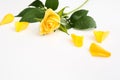 Beautiful yellow rose with green leaves and petals on white background Royalty Free Stock Photo