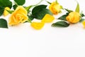 Beautiful yellow rose with green leaves and petals on white background Royalty Free Stock Photo