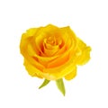 Beautiful yellow rose head isolated on white background Royalty Free Stock Photo
