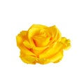 Beautiful yellow rose head isolated on white background Royalty Free Stock Photo