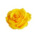 Beautiful yellow rose head isolated on white background Royalty Free Stock Photo