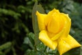 beautiful yellow rose heads with dew drops, condition after watering flowers in the garden, after rain Royalty Free Stock Photo