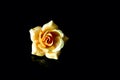 Beautiful yellow rose isolated on black background Royalty Free Stock Photo