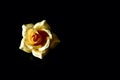 Beautiful yellow rose isolated on black background Royalty Free Stock Photo