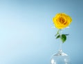 Beautiful yellow rose isolated on a blue backdrop, banner. Royalty Free Stock Photo