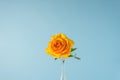 Beautiful yellow rose isolated on a blue background Royalty Free Stock Photo