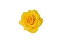 Beautiful yellow rose isolated on white background Royalty Free Stock Photo