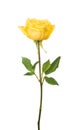 Beautiful yellow rose Royalty Free Stock Photo