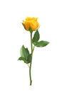 Beautiful yellow rose isolated Royalty Free Stock Photo