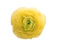 Beautiful yellow rose isolated on white Royalty Free Stock Photo