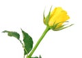 Beautiful yellow rose isolated on white background Royalty Free Stock Photo
