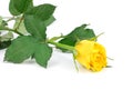 Beautiful yellow rose isolated on white background.. Royalty Free Stock Photo