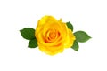 Beautiful yellow rose with leaves isolated on white background Royalty Free Stock Photo