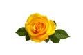 Beautiful yellow rose with leaves isolated on white background Royalty Free Stock Photo