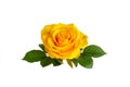 Beautiful yellow rose with leaves isolated on white background Royalty Free Stock Photo