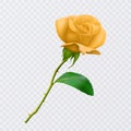 Beautiful yellow rose on long stem with leaf and thorns isolated on white background, decoration for your design, photo realistic