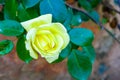 Beautiful yellow rose on nature stone wall background