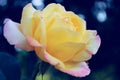 Beautiful Yellow Rose Over Blurry Background. Beautiful Botanical Beauty Background. Royalty Free Stock Photo