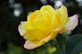 Beautiful Yellow Rose Over Blurry Background. Beautiful Botanical Beauty Background. Royalty Free Stock Photo