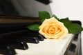 Beautiful yellow rose on piano keys, closeup. Royalty Free Stock Photo