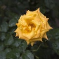 Beautiful yellow rose with rain drops closeup Royalty Free Stock Photo