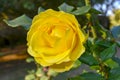 Beautiful Yellow Rose at the sun Royalty Free Stock Photo