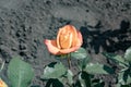Unblown bud of yellow rose green leaves against the background of blurred black soil under the hot summer sun. The petals exude a Royalty Free Stock Photo