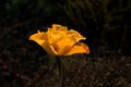 beautiful-yellow-rose-which-hit-sunlight-covered-rain-drops-rainfall-shining-petals-making-89702360.jpg