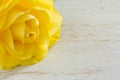 Beautiful yellow rose Royalty Free Stock Photo