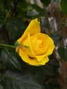 Beautiful yellow rosebud