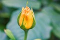 Tender yellow rosebud in the garden close up