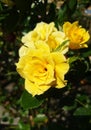 Beautiful yellow Roses Blooming During Summer In England