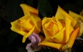Beautiful yellow roses close-up picture Royalty Free Stock Photo