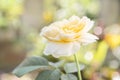 Beautiful yellow roses flower with  morning sun light in outdoor garden Royalty Free Stock Photo
