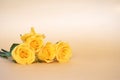 Beautiful yellow roses flower with petals on soft gold orange background and space fortexf. Sweet flowers and anniversary